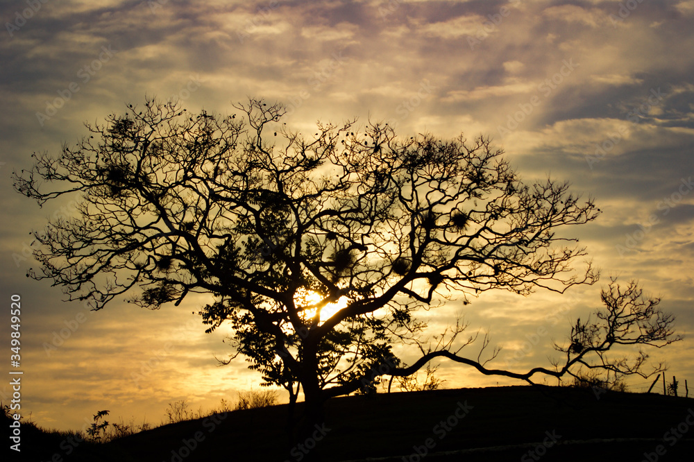 silhouette of a tree