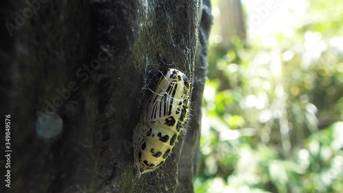 キアシドクガ 蛹 pupa of moth photo