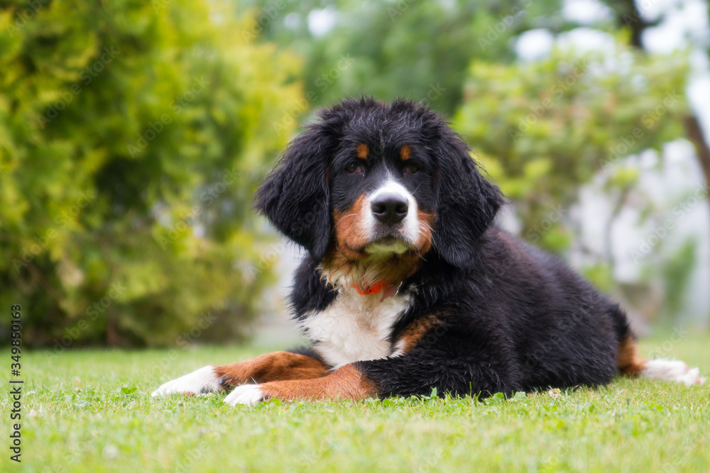 Bernese mountain dog puppy in green background. Happy puppy outside.