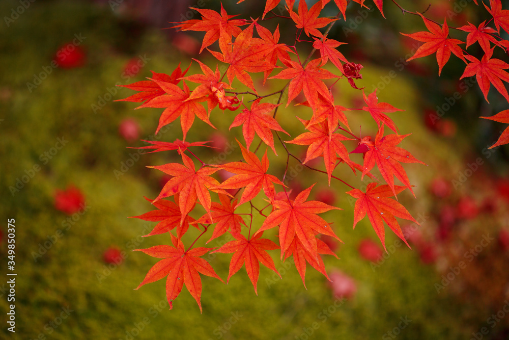 紅葉 紅葉