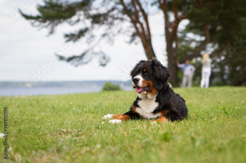 Bernese mountain dog puppy outside playing. Happy young puppy in the park. 