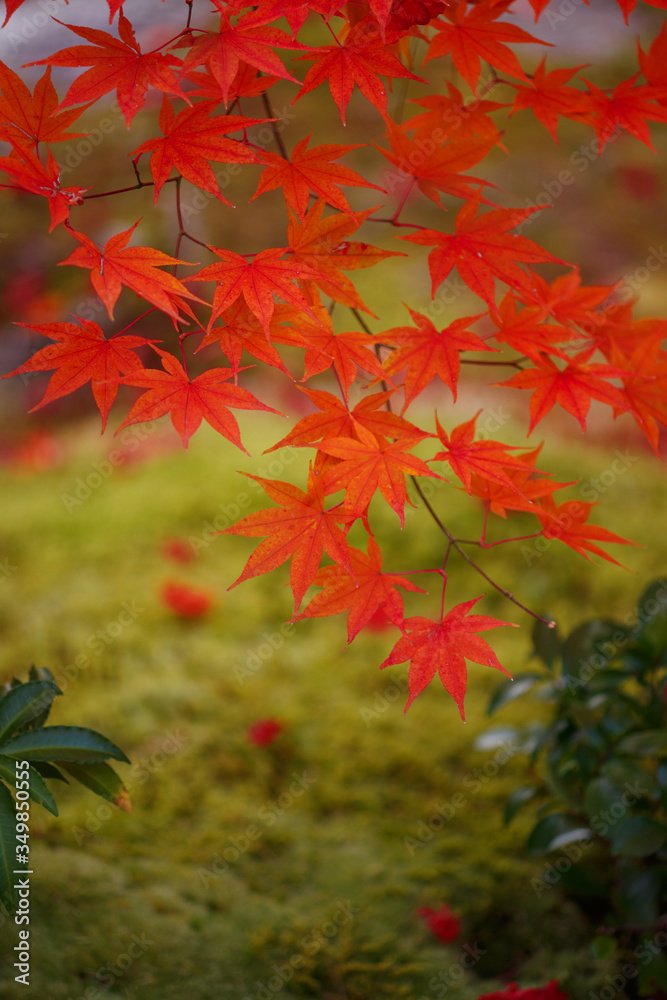 紅葉 紅葉