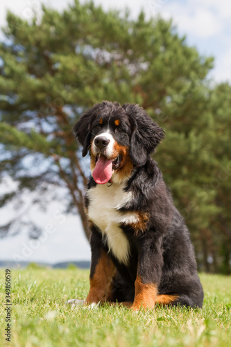 Bernese mountain dog puppy outside playing. Happy young puppy in the park. 