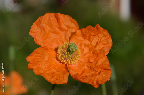 orange poppy flower photo