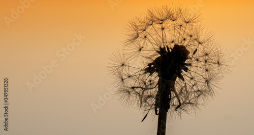 silhouette of a dandelion in the grass on a background of sunset