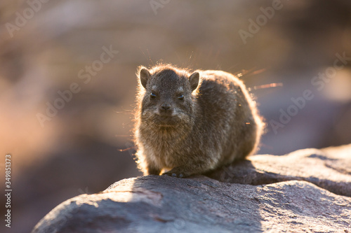 Daman siting on a stone and basking in the sun and looking friendly and with interest. Namibia. Africa.