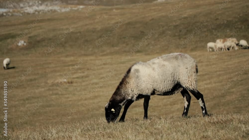 A flock of sheep moves through the mountains A flock of sheep moves through the mountains