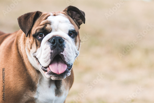 English bulldog puppy in action with crazy faces. Bulldog  running in the beach. © Evelina