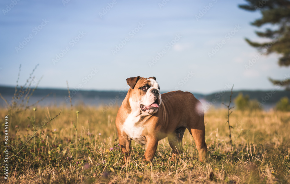 English bulldog puppy in action with crazy faces. Bulldog running in the beach.
English bulldog puppy in action with crazy faces. Bulldog running in the beach.