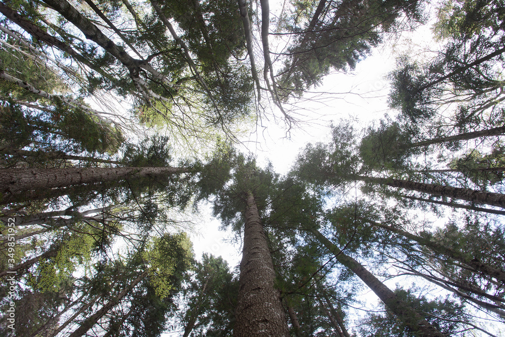 Fototapeta premium wide view of forest. looking up