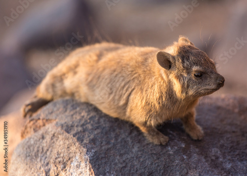 Daman siting on a stone and basking in the sun and looking friendly and with interest. Namibia. Africa.