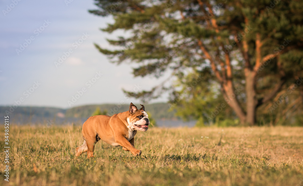 English bulldog puppy in action with crazy faces. Bulldog running in the beach.	