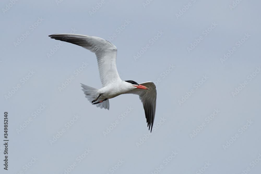 Fototapeta premium Caspian tern (Hydroprogne caspia) in its natural enviroment