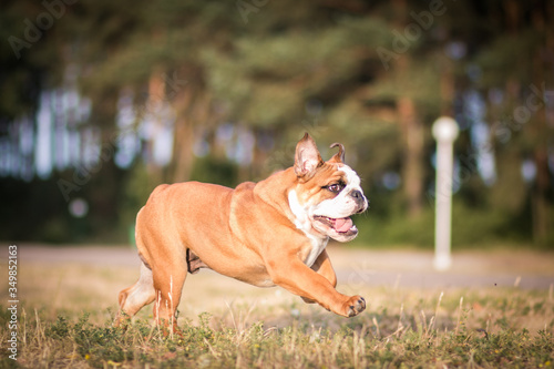 English bulldog puppy in action with crazy faces. Bulldog running in the beach. 