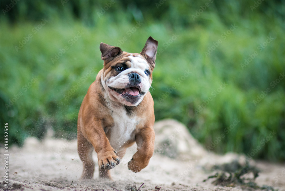 English bulldog puppy in action with crazy faces. Bulldog running in the beach.	
