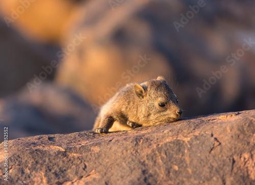 Daman siting on a stone and basking in the sun and looking friendly and with interest. Namibia. Africa.