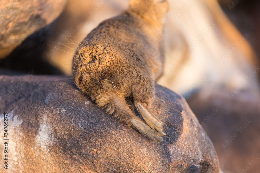 Daman siting on a stone and basking in the sun and looking friendly and with interest. Namibia. Africa. Daman siting on a stone and basking in the sun and looking friendly and with interest. Namibia. Africa.