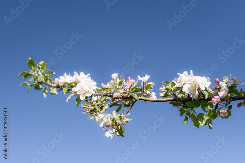 Close-up of apple tree blossoms