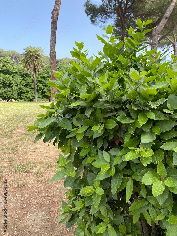 Alberi e cespugli verdi Alberi e cespugli verdi