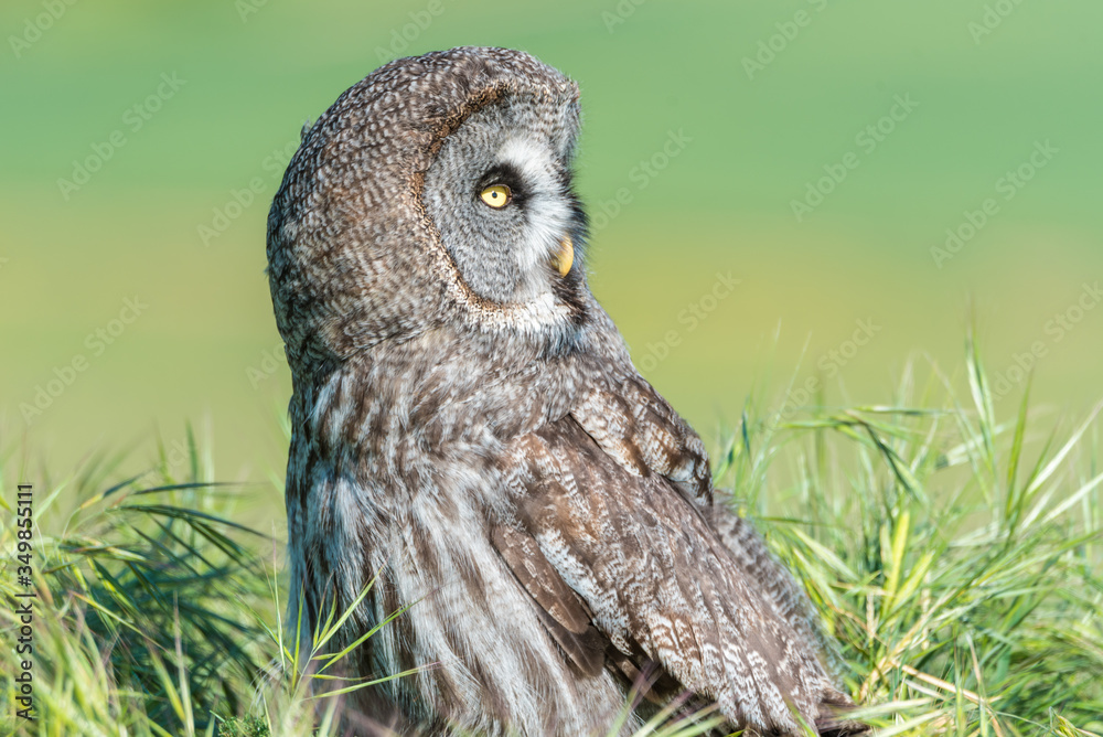 Fototapeta premium Cárabo (Strix aluco) 