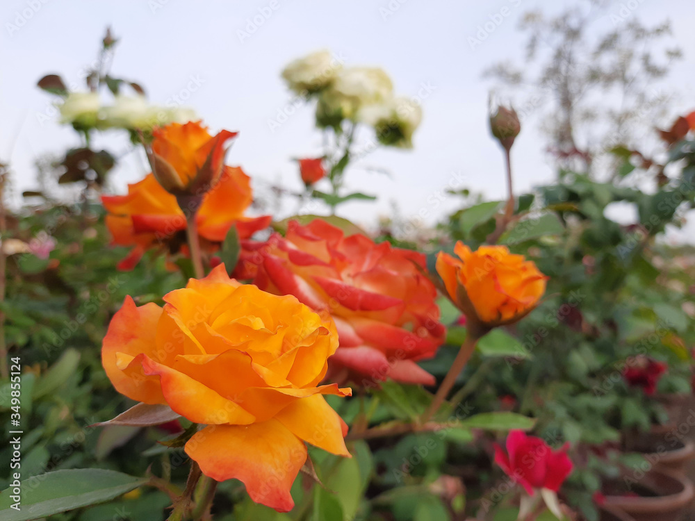 Beautiful rose flowers in nursery, rose flowers in garden Beautiful rose flowers in nursery, rose flowers in garden