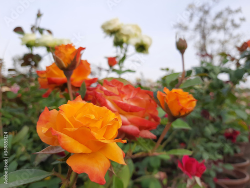 Beautiful rose flowers in nursery, rose flowers in garden