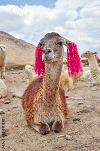 Llama in the Colca Canyon Arequipa