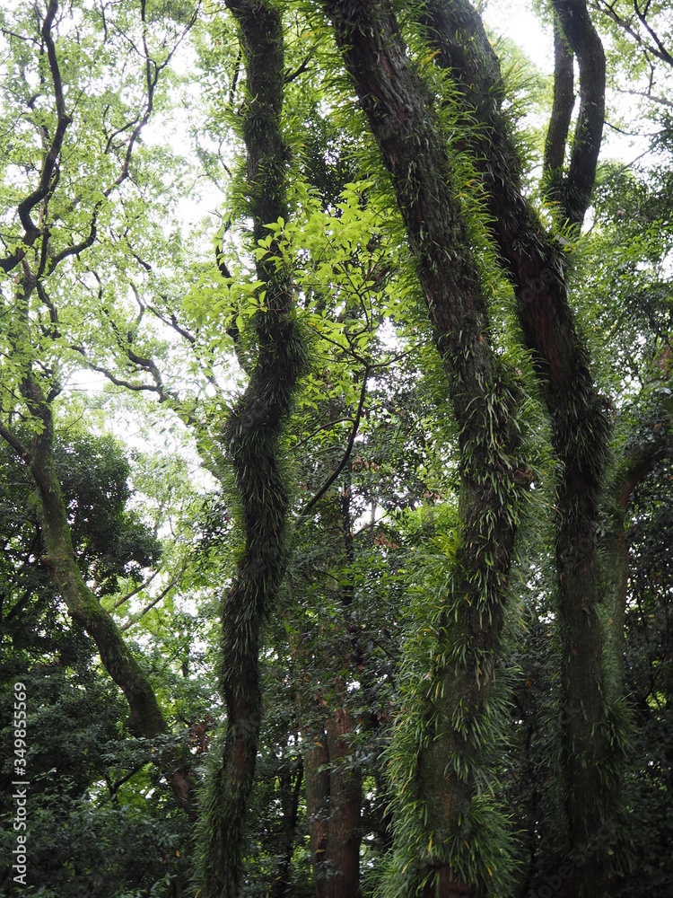 Fototapeta premium シダ植物が着生した木（愛知県名古屋市熱田神宮）