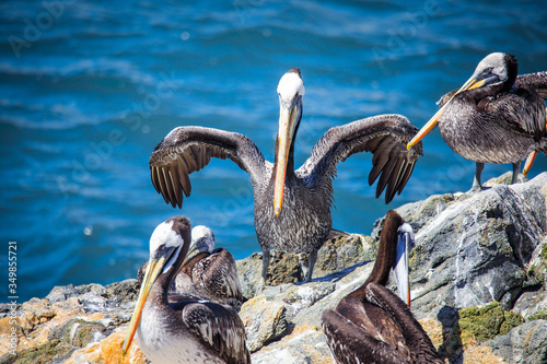 Big Brown Pelican Seating on the Stone near Vina Del Mar, Chile