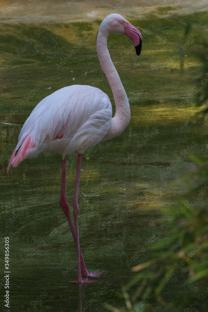 Red flamingo on one leg, wildlife