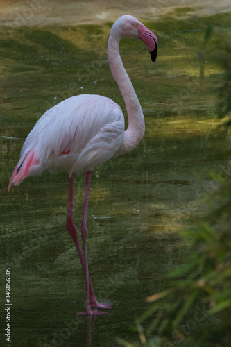 Red flamingo on one leg  wildlife