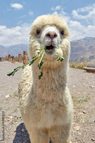 Alpaca in the Colca Canyon Arequipa