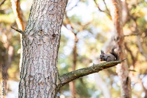 a squirrel sitting on a tree