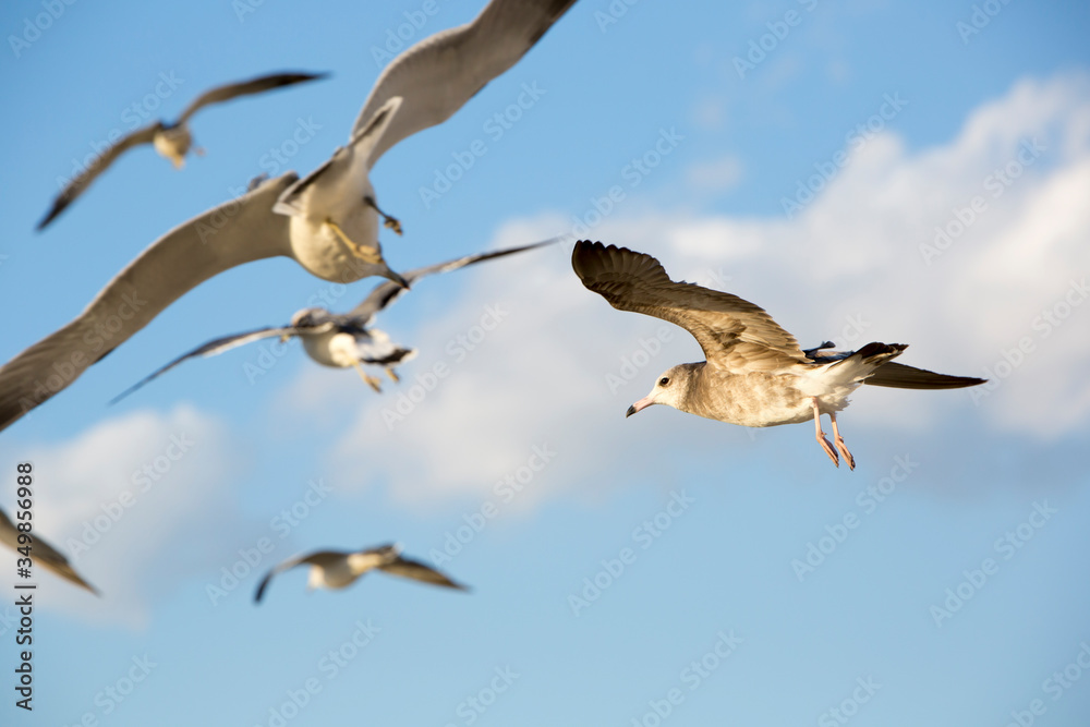 Fototapeta premium Seagulls Flying in the Blue Sky