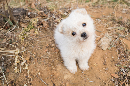 a cute little white puppy