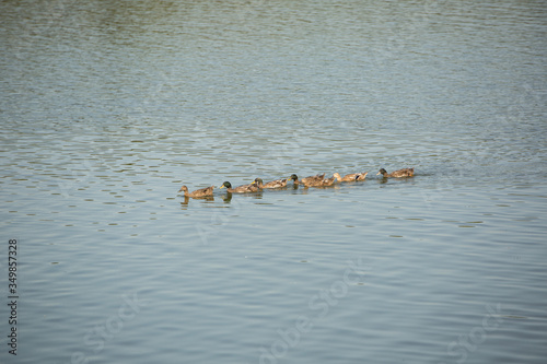 ducks swimming in the river