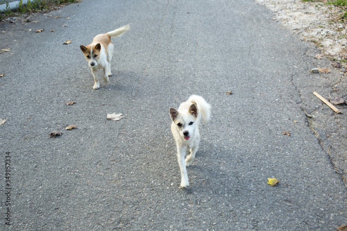 a dog that I met while walking down the street.