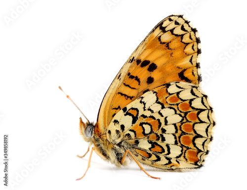 Canvas Print Butterfly small pearl-bordered fritillary  (Boloria selene) or Bog Fritillary is