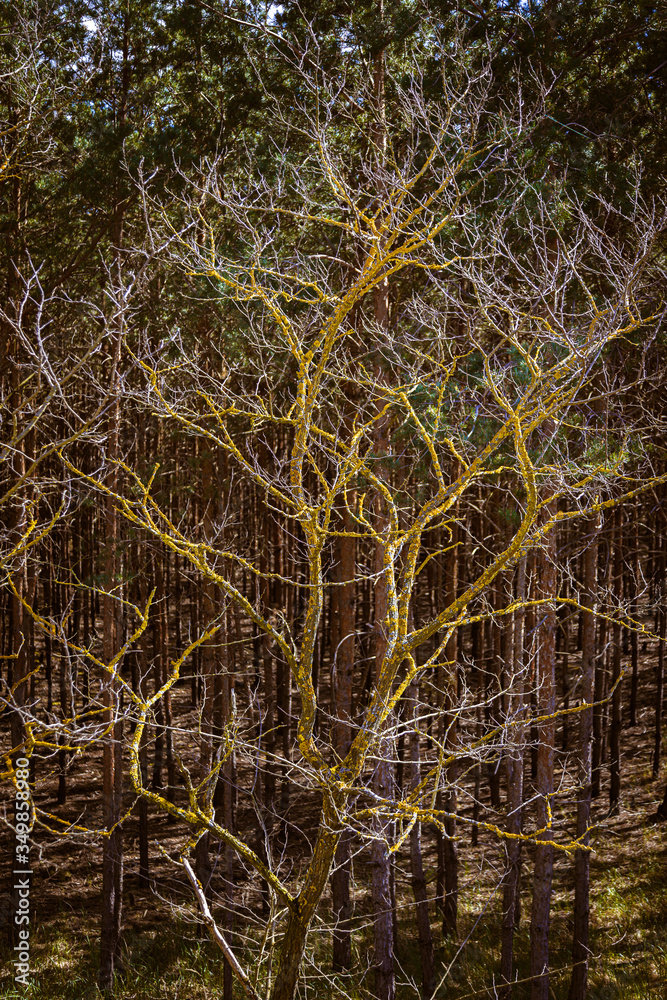 The crown of a tree overgrown with lichen The crown of a tree overgrown with lichen
