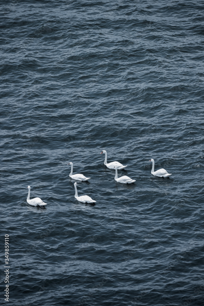 swans in the sea