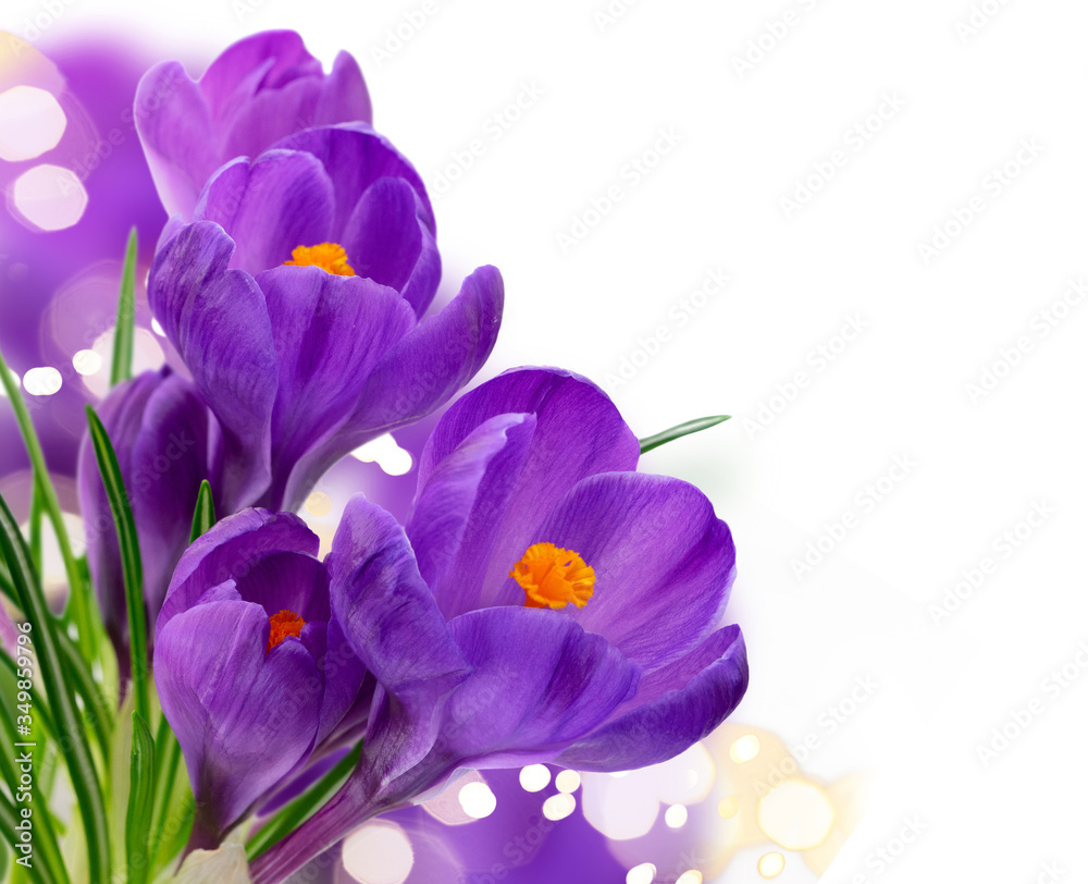 Blue crocuses flowers Blue crocuses flowers