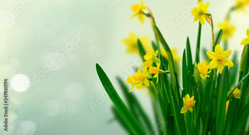 Yellow daffodil flowers