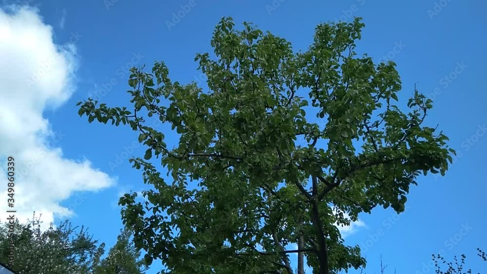 video The sun shining through a majestic green oak tree on a meadow, with clear blue sky in the background video The sun shining through a majestic green oak tree on a meadow, with clear blue sky in the background