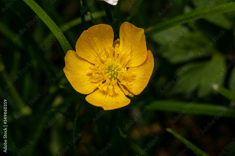yellow flower in the garden yellow flower in the garden
