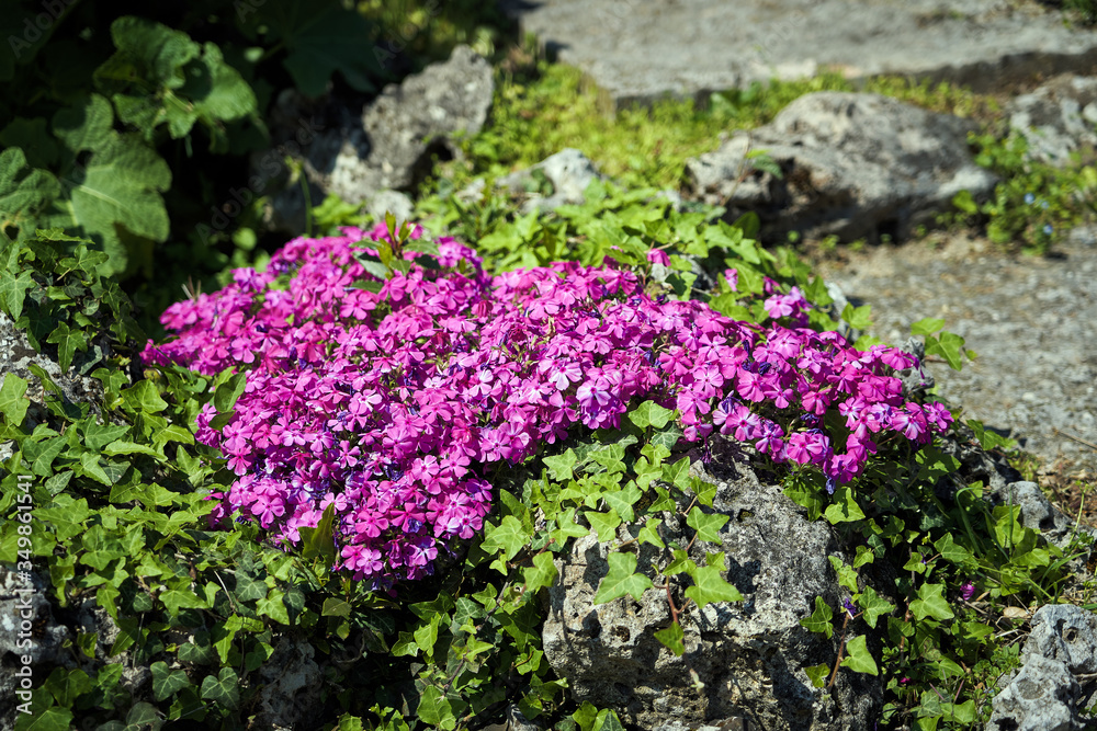 Obraz premium Cuscino di fiori viola in giardino