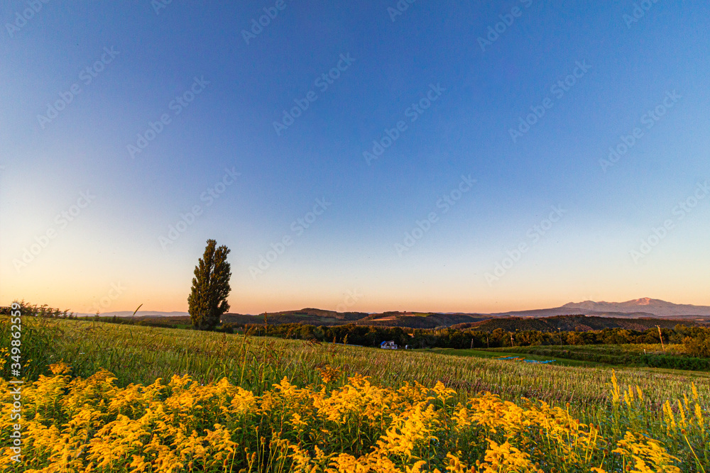 夕暮れの大草原と大きな木