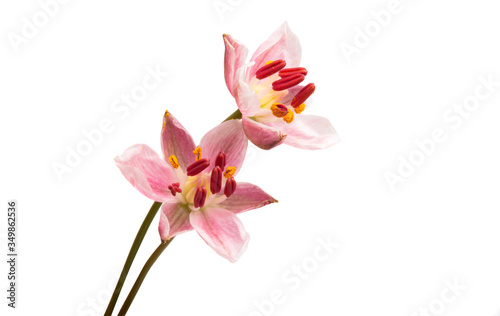 flowering rush isolated