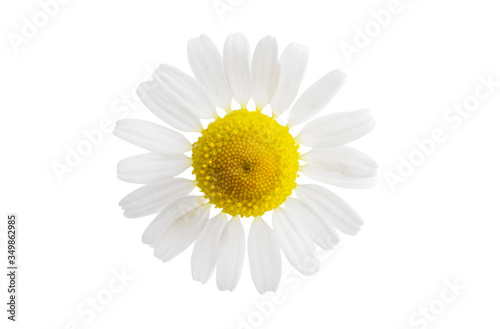 medical camomile isolated