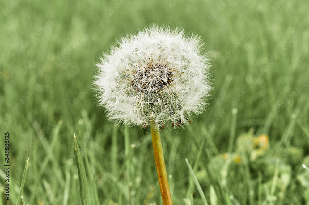 Fototapeta premium ripe dandelion on green grass