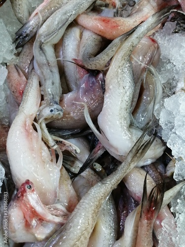 Fresh bombay duck fish laid on ice at market for sale